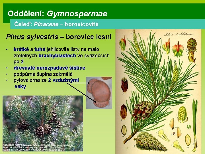 Oddělení: Gymnospermae Čeleď: Pinaceae – borovicovité Pinus sylvestris – borovice lesní • • krátké