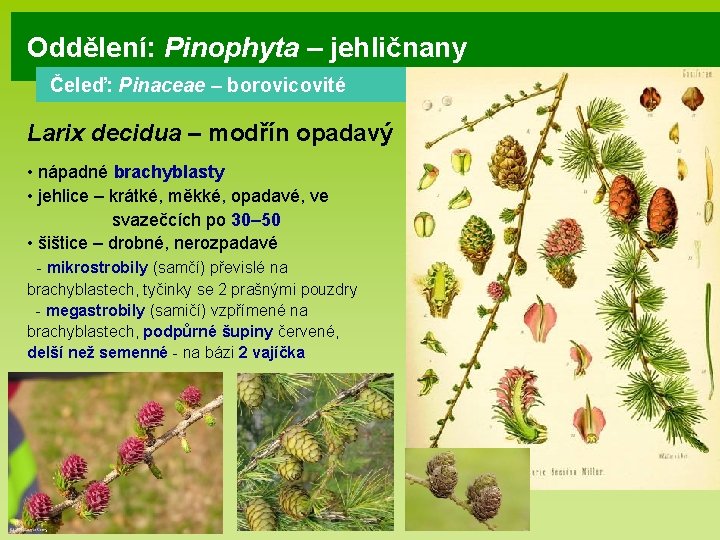 Oddělení: Pinophyta – jehličnany Čeleď: Pinaceae – borovicovité Larix decidua – modřín opadavý •