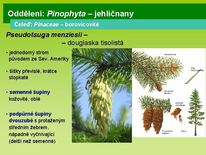 Oddělení: Pinophyta – jehličnany Čeleď: Pinaceae – borovicovité Pseudotsuga menziesii – – douglaska tisolistá