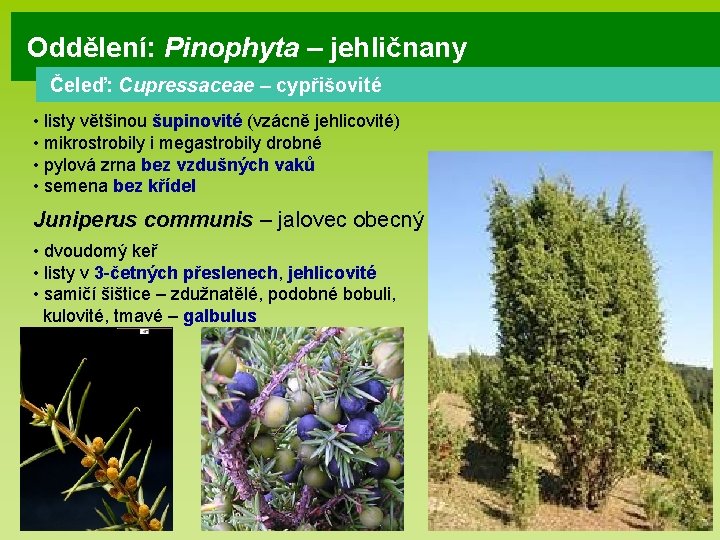 Oddělení: Pinophyta – jehličnany Čeleď: Cupressaceae – cypřišovité • listy většinou šupinovité (vzácně jehlicovité)