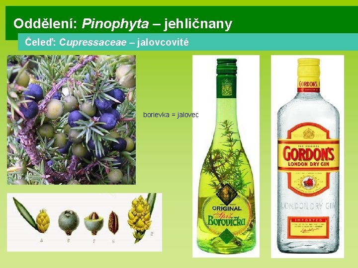 Oddělení: Pinophyta – jehličnany Čeleď: Cupressaceae – jalovcovité borievka = jalovec 