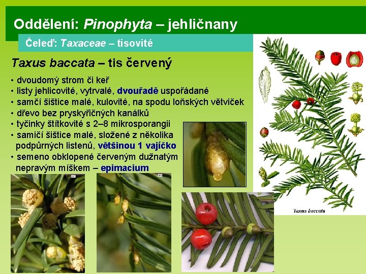 Oddělení: Pinophyta – jehličnany Čeleď: Taxaceae – tisovité Taxus baccata – tis červený •