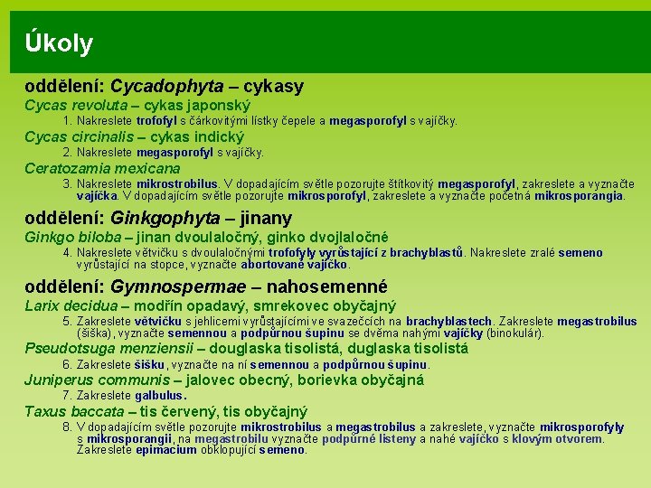 Úkoly oddělení: Cycadophyta – cykasy Cycas revoluta – cykas japonský 1. Nakreslete trofofyl s