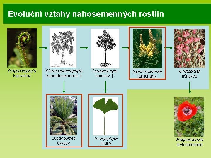 Evoluční vztahy nahosemenných rostlin Polypodiophyta kapradiny Pteridospermophyta kapraďosemenné † Cycadophyta cykasy Cordaitophyta kordaity †