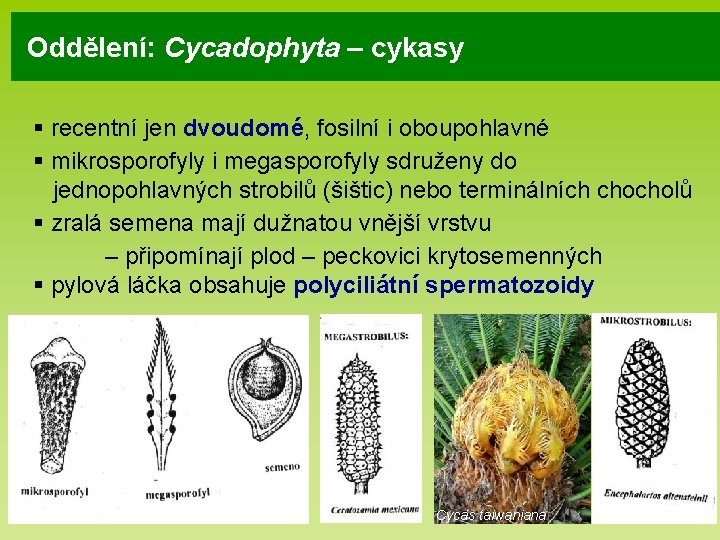 Oddělení: Cycadophyta – cykasy § recentní jen dvoudomé, fosilní i oboupohlavné § mikrosporofyly i