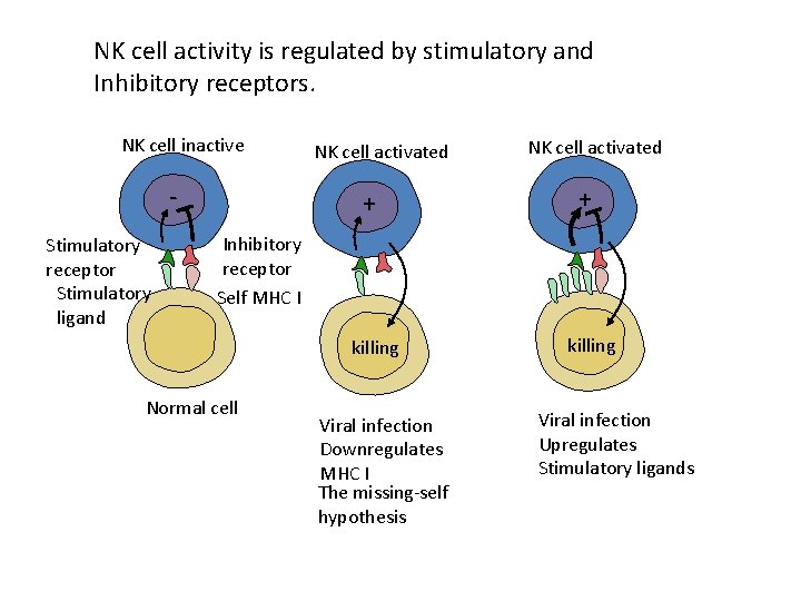 NK cell activity is regulated by stimulatory and Inhibitory receptors. NK cell inactive Stimulatory