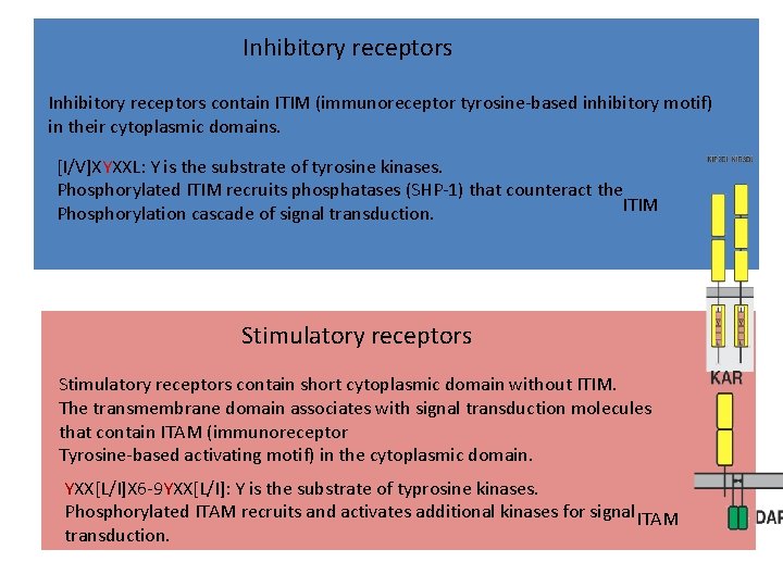 Inhibitory receptors contain ITIM (immunoreceptor tyrosine-based inhibitory motif) in their cytoplasmic domains. [I/V]XYXXL: Y