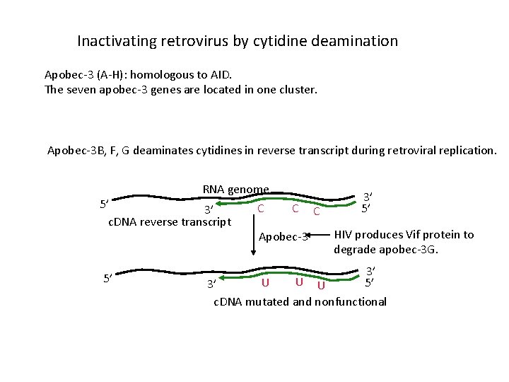 Inactivating retrovirus by cytidine deamination Apobec-3 (A-H): homologous to AID. The seven apobec-3 genes