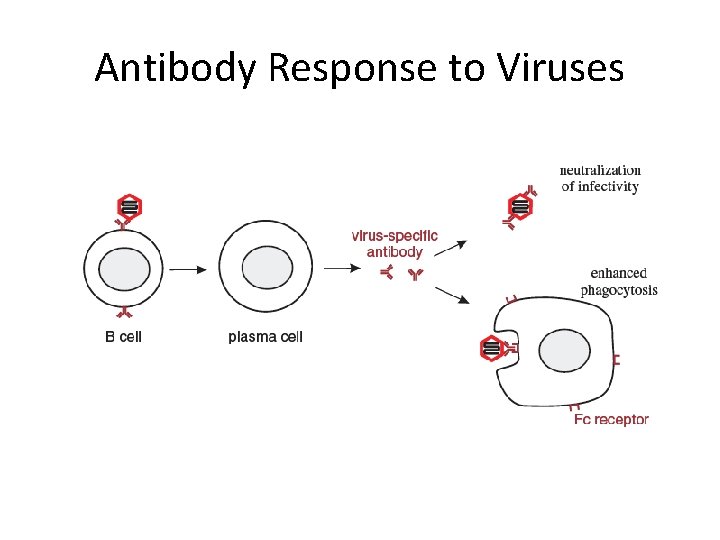 Antibody Response to Viruses 