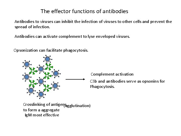 The effector functions of antibodies Antibodies to viruses can inhibit the infection of viruses