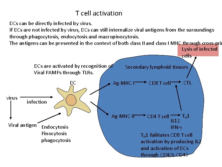 T cell activation DCs can be directly infected by virus. If DCs are not