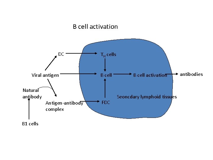 B cell activation DC Viral antigen Natural antibody B 1 cells Antigen-antibody complex TH