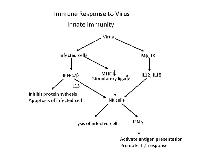 Immune Response to Virus Innate immunity Virus Infected cells IFN- M , DC MHC