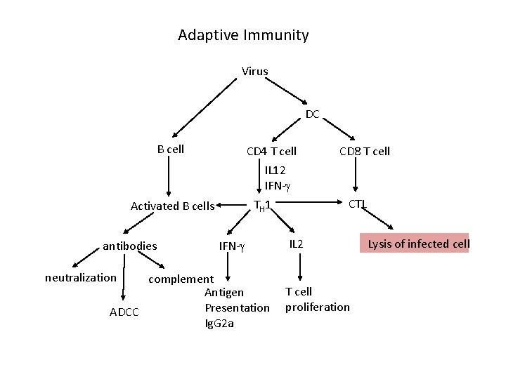 Adaptive Immunity Virus DC B cell CD 4 T cell IL 12 IFN- antibodies