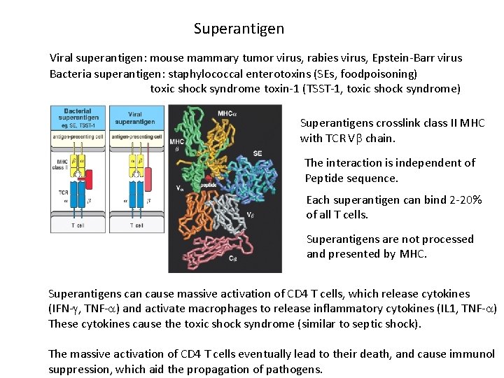 Superantigen Viral superantigen: mouse mammary tumor virus, rabies virus, Epstein-Barr virus Bacteria superantigen: staphylococcal