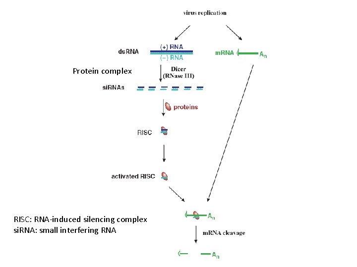 Protein complex RISC: RNA-induced silencing complex si. RNA: small interfering RNA 