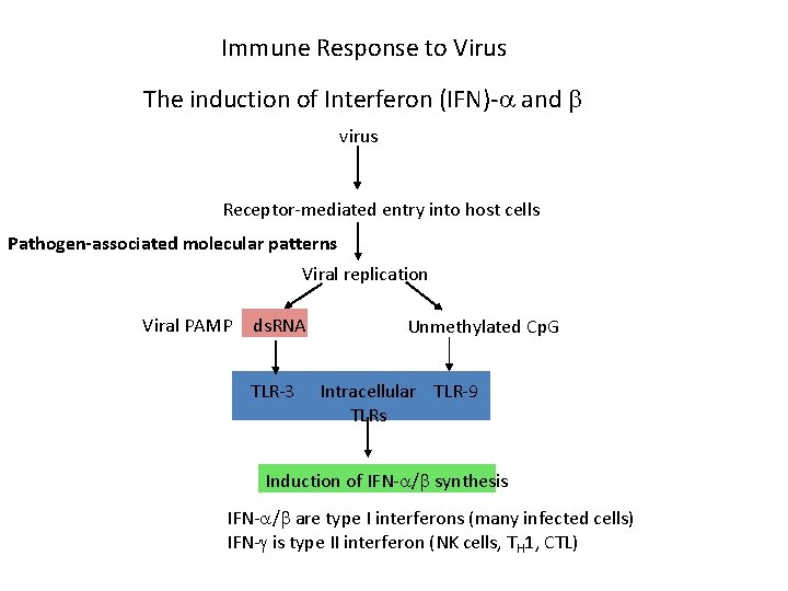 Immune Response to Virus The induction of Interferon (IFN)- and virus Receptor-mediated entry into