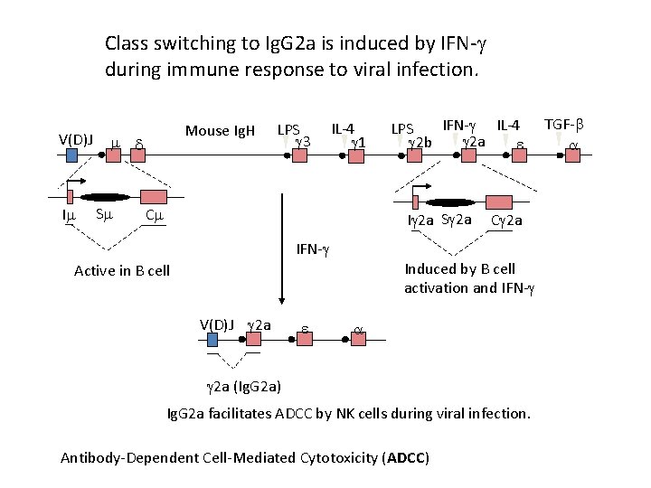 Class switching to Ig. G 2 a is induced by IFN- during immune response