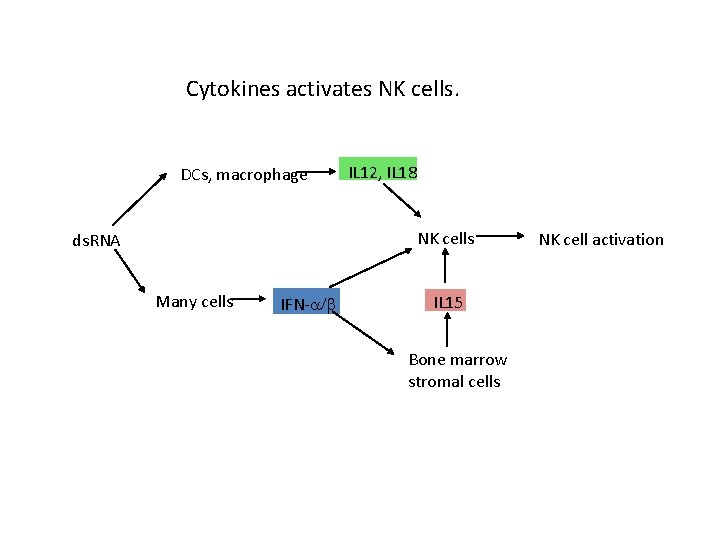 Cytokines activates NK cells. DCs, macrophage IL 12, IL 18 NK cells ds. RNA