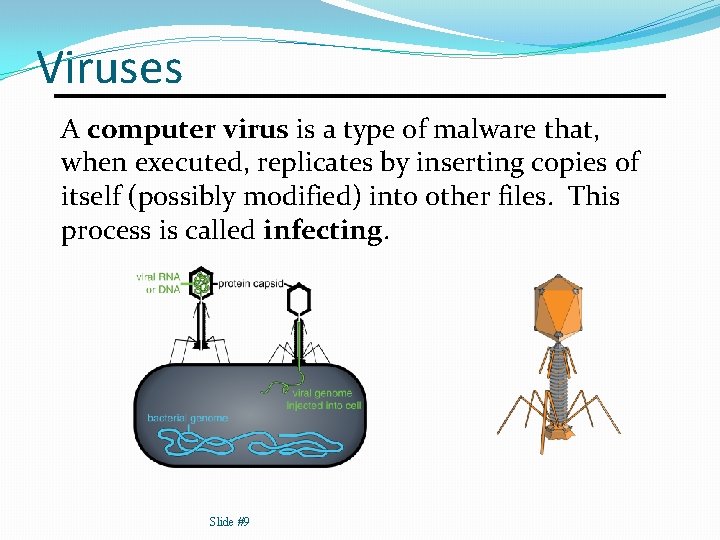 Viruses A computer virus is a type of malware that, when executed, replicates by