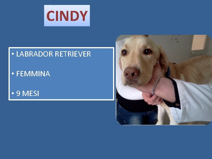 CINDY • LABRADOR RETRIEVER • FEMMINA • 9 MESI 