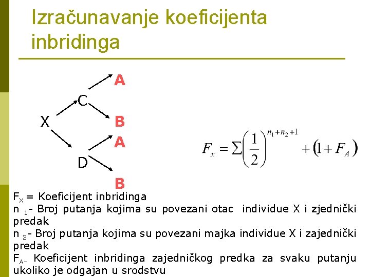 Izračunavanje koeficijenta inbridinga A C X B A D B FX = Koeficijent inbridinga