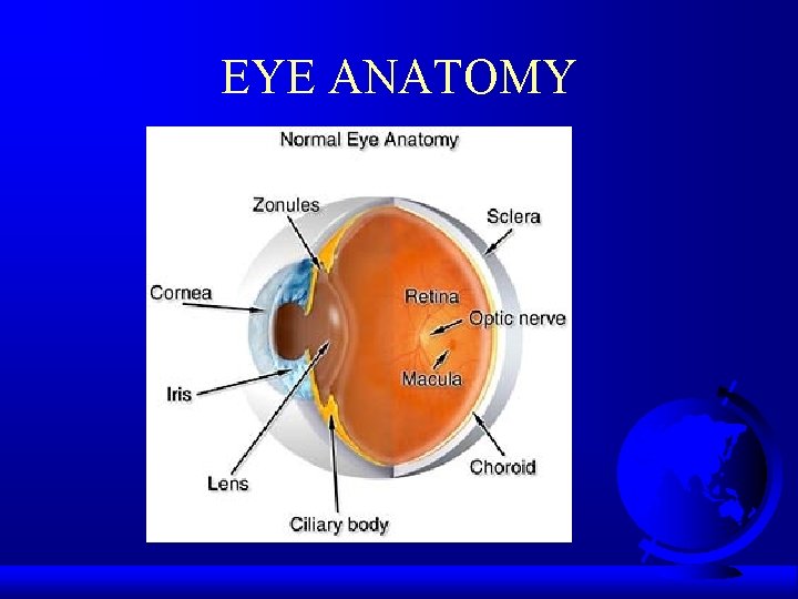 EYE ANATOMY 