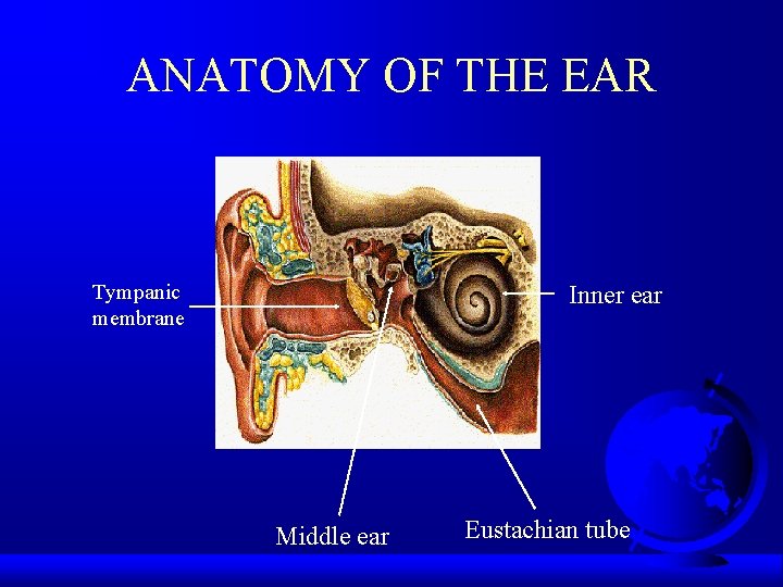 ANATOMY OF THE EAR Tympanic membrane Inner ear Middle ear Eustachian tube 