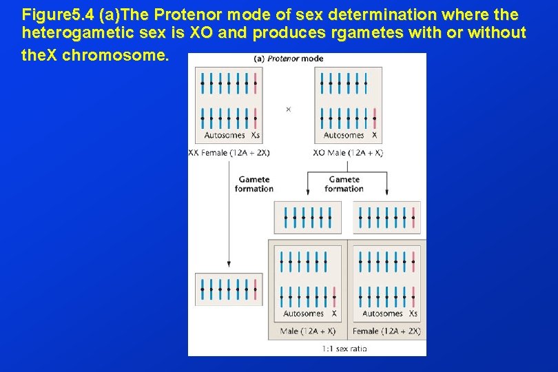 Figure 5. 4 (a)The Protenor mode of sex determination where the heterogametic sex is