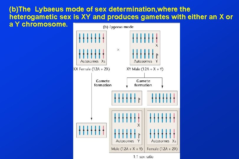 (b)The Lybaeus mode of sex determination, where the heterogametic sex is XY and produces