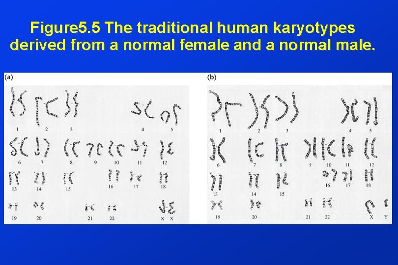 Figure 5. 5 The traditional human karyotypes derived from a normal female and a