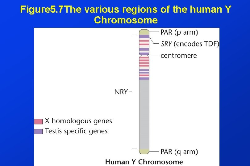 Figure 5. 7 The various regions of the human Y Chromosome 