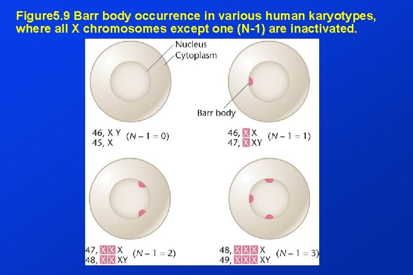 Figure 5. 9 Barr body occurrence in various human karyotypes, where all X chromosomes