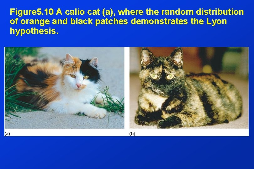 Figure 5. 10 A calio cat (a), where the random distribution of orange and