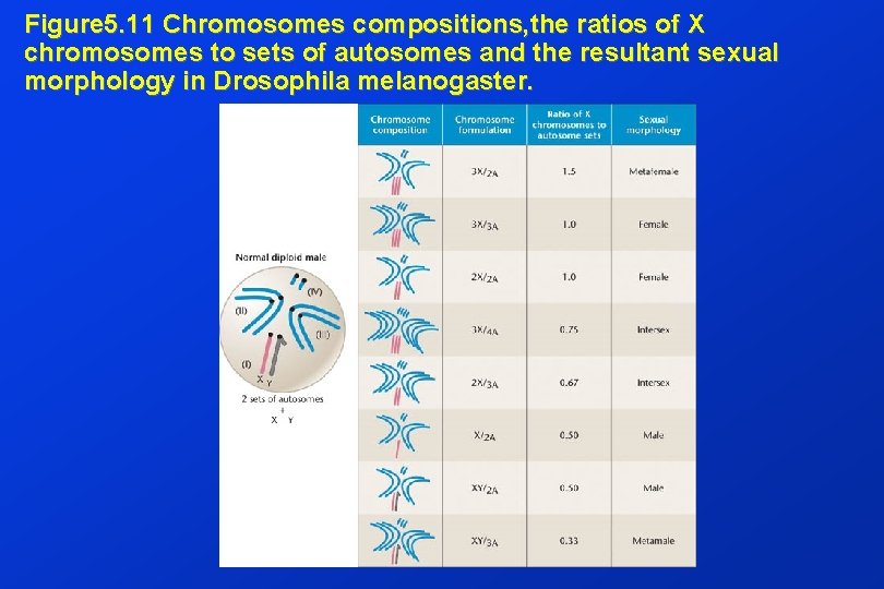 Figure 5. 11 Chromosomes compositions, the ratios of X chromosomes to sets of autosomes