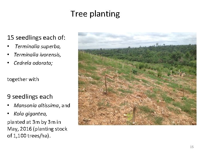 Tree planting 15 seedlings each of: • Terminalia superba, • Terminalia ivorensis, • Cedrela