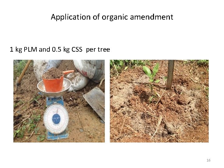 Application of organic amendment 1 kg PLM and 0. 5 kg CSS per tree
