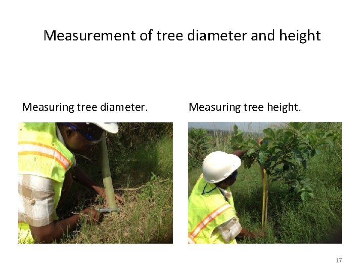 Measurement of tree diameter and height Measuring tree diameter. Measuring tree height. 17 