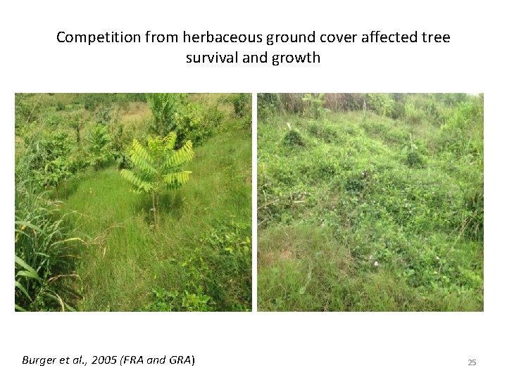 Competition from herbaceous ground cover affected tree survival and growth Burger et al. ,