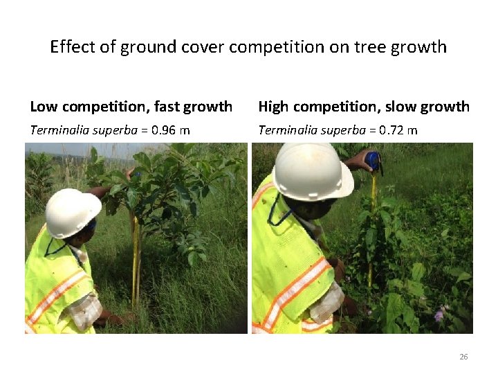 Effect of ground cover competition on tree growth Low competition, fast growth High competition,