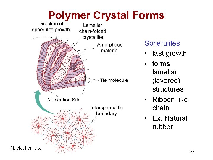 Polymer Crystal Forms Spherulite surface Spherulites • fast growth • forms lamellar (layered) structures Polymer Crystal Forms Spherulite surface Spherulites • fast growth • forms lamellar (layered) structures