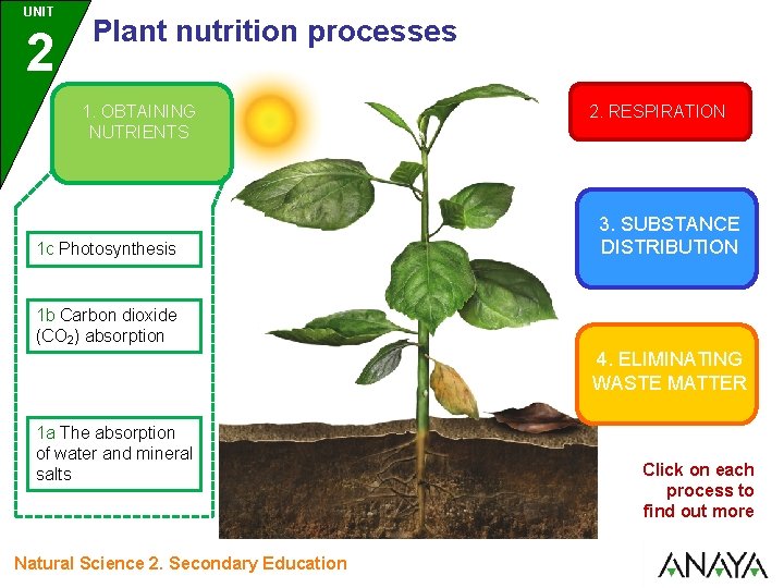 UNIT 2 Plant nutrition processes 1. OBTAINING NUTRIENTS 1 c Photosynthesis 2. RESPIRATION 3. UNIT 2 Plant nutrition processes 1. OBTAINING NUTRIENTS 1 c Photosynthesis 2. RESPIRATION 3.