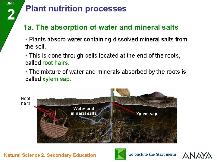 UNIT 2 Plant nutrition processes 1 a. The absorption of water and mineral salts UNIT 2 Plant nutrition processes 1 a. The absorption of water and mineral salts