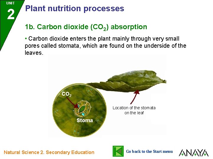 UNIT 2 Plant nutrition processes 1 b. Carbon dioxide (CO 2) absorption • Carbon UNIT 2 Plant nutrition processes 1 b. Carbon dioxide (CO 2) absorption • Carbon