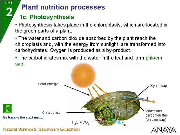 UNIT 2 Plant nutrition processes 1 c. Photosynthesis • Photosynthesis takes place in the UNIT 2 Plant nutrition processes 1 c. Photosynthesis • Photosynthesis takes place in the