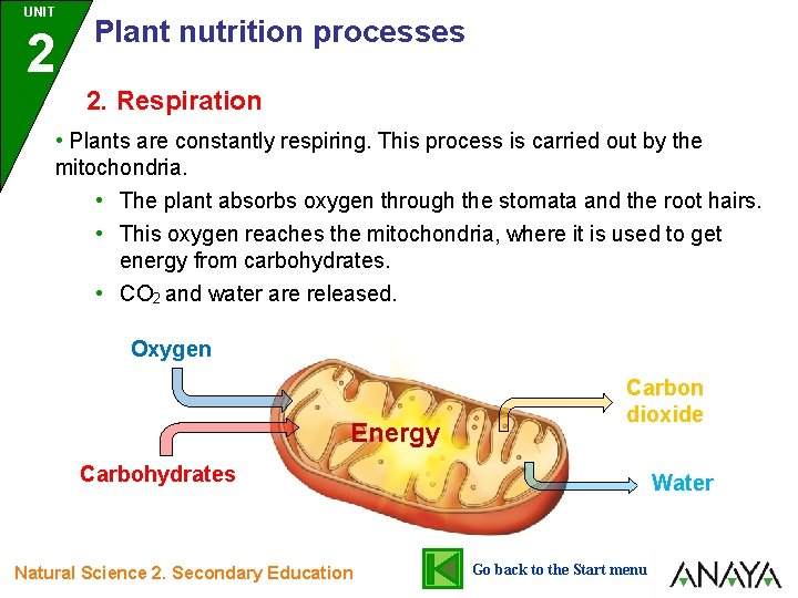 UNIT 2 Plant nutrition processes 2. Respiration • Plants are constantly respiring. This process UNIT 2 Plant nutrition processes 2. Respiration • Plants are constantly respiring. This process