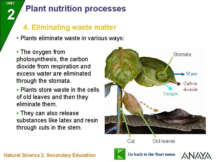 UNIT 2 Plant nutrition processes 4. Eliminating waste matter • Plants eliminate waste in UNIT 2 Plant nutrition processes 4. Eliminating waste matter • Plants eliminate waste in