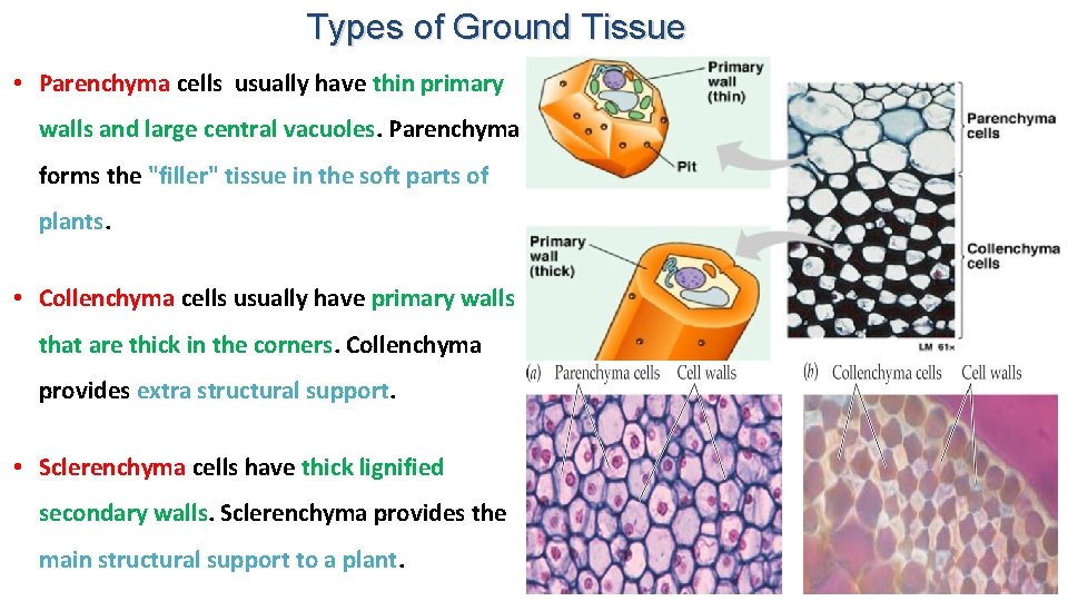 Types of Ground Tissue • Parenchyma cells usually have thin primary walls and large
