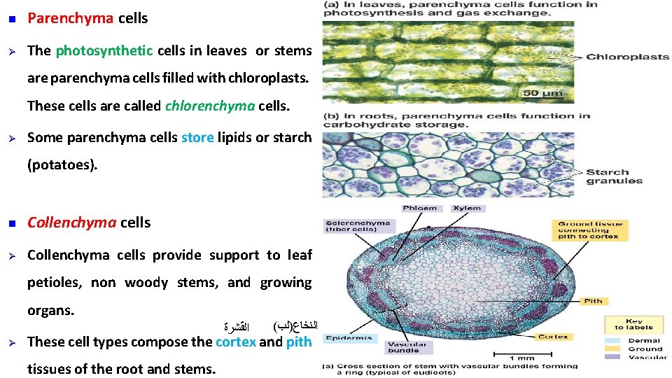 n Parenchyma cells Ø The photosynthetic cells in leaves or stems are parenchyma cells