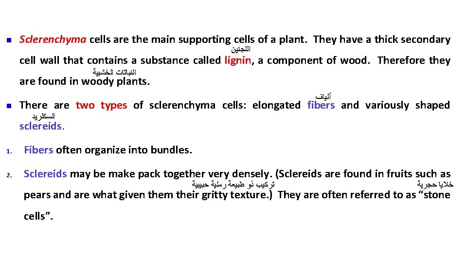 n Sclerenchyma cells are the main supporting cells of a plant. They have a